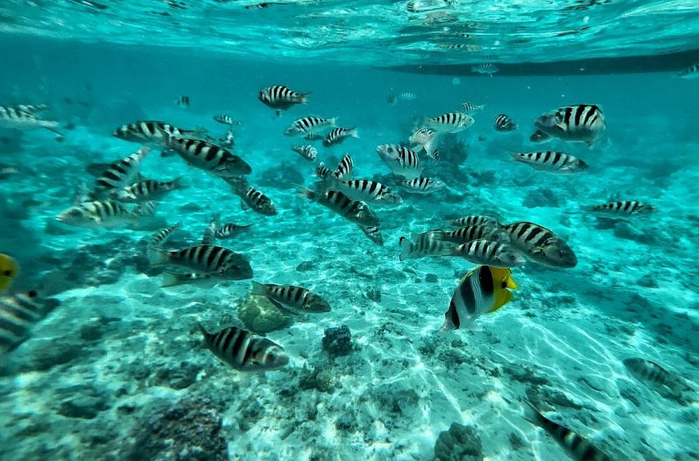 gem image Lagoon Service Bora Bora 7