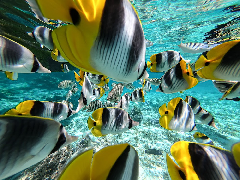 gem image Bora-Bora Pearl Beach Resort & Spa 2